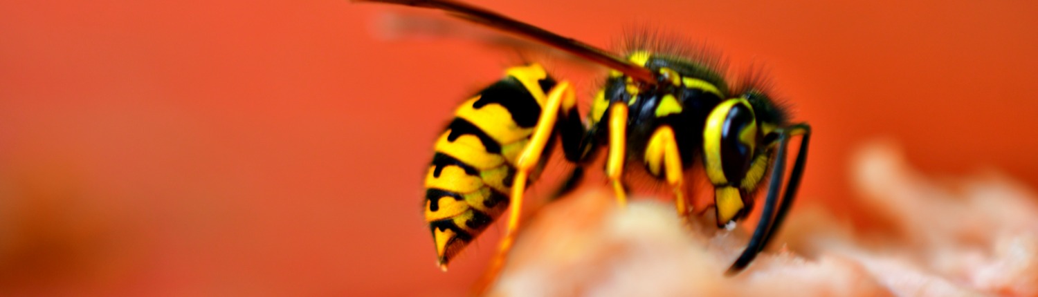 Hornissen- und Wespenberater