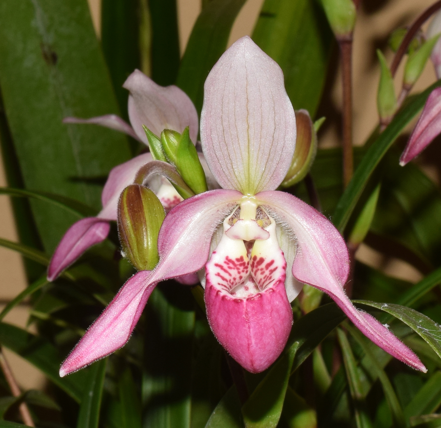 franz-glanz-2016-mit-gold-gestartet